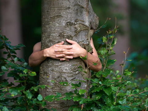 Mein Freund der Baum